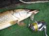 comana05_small.jpg